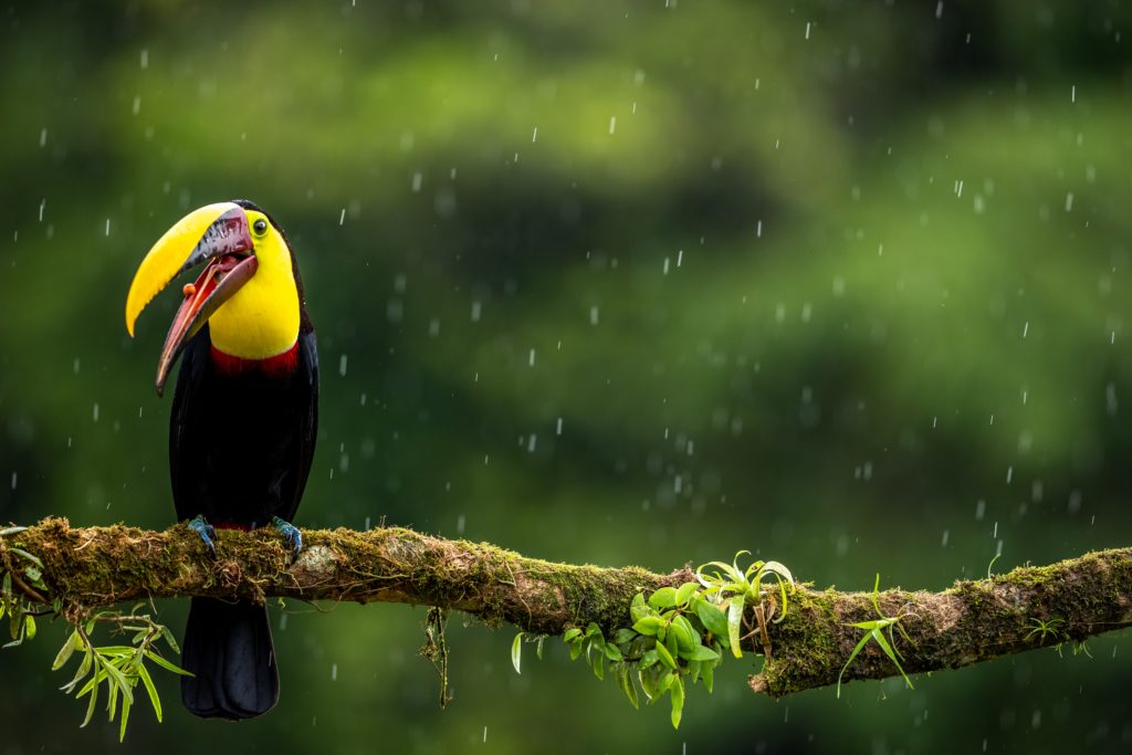 Toucan seen from La Fortuna.